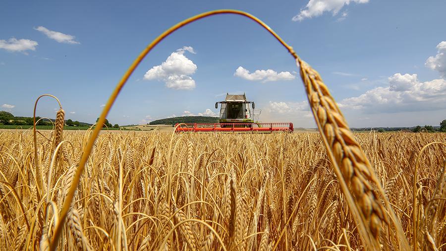 У ТзОВ “Бучачагрохлібпром” розповіли, як експортують зерно в умовах війни