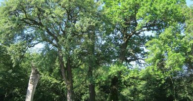 Понад 100 років: дуби на Чортківщині офіційно взяли під охорону